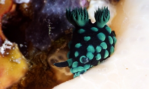 Raja Ampat 2019 - DSC07846_rc - Crested nembrotha - Nembrotha noir et vert - Nembrotha Cristata